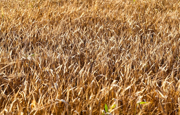 An agricultural field where a large crop of grain grows