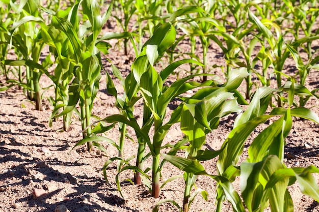 Agricultural field where maize is grown. Unripe green harvest photographed from below, close-up