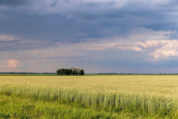 An agricultural field where ripening cereals grow