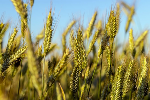 An agricultural field where ripening cereals grow