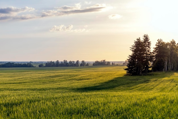 An agricultural field where ripening cereals grow