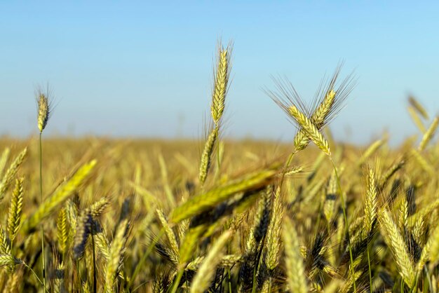 An agricultural field where ripening cereals grow