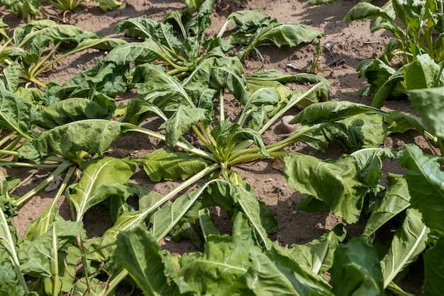 Agricultural field where sugar beet grows