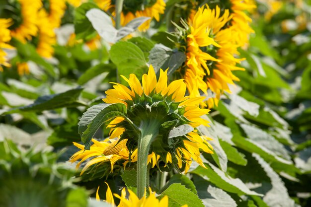 Foto campo agricolo dove si coltiva il girasole per la produzione di olio