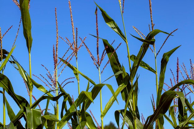 An agricultural field where unripe green corn grows