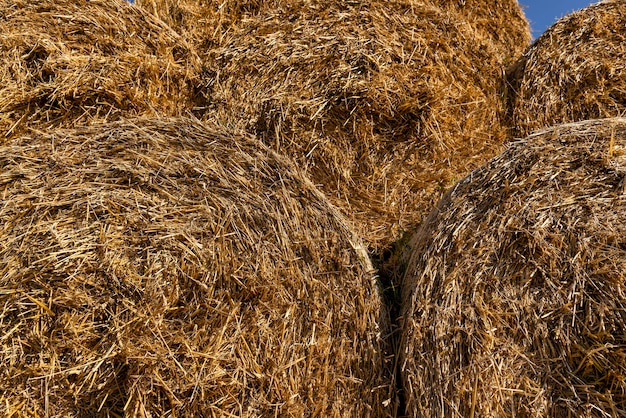 An agricultural field where wheat crops are harvested and straw stacks are stored