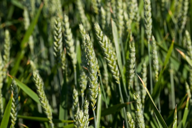 An agricultural field where wheat is grown, the cultivation of wheat to provide the population with food