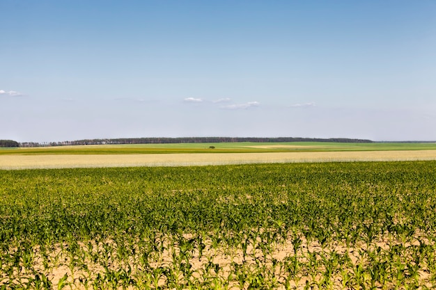 An agricultural field where wheat is grown