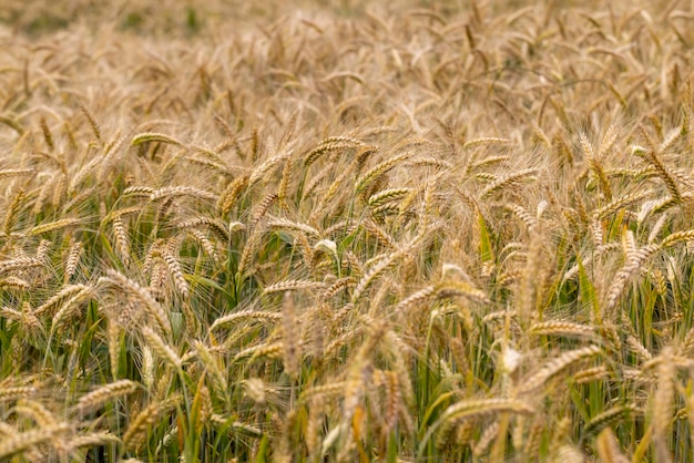 An agricultural field where wheat is grown