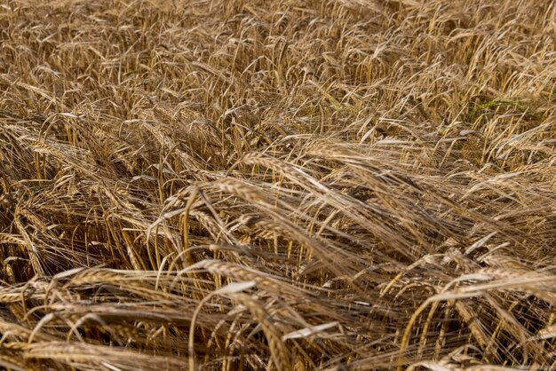 An agricultural field where wheat is grown