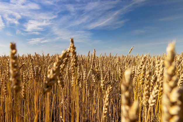 An agricultural field where wheat is grown