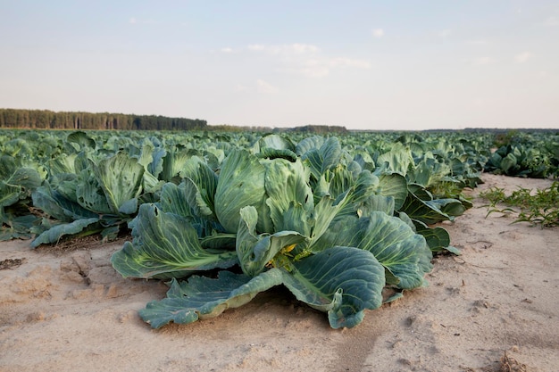 An agricultural field where white cabbage is grown