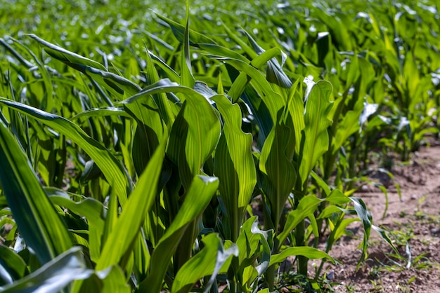 An agricultural field where young green corn grows