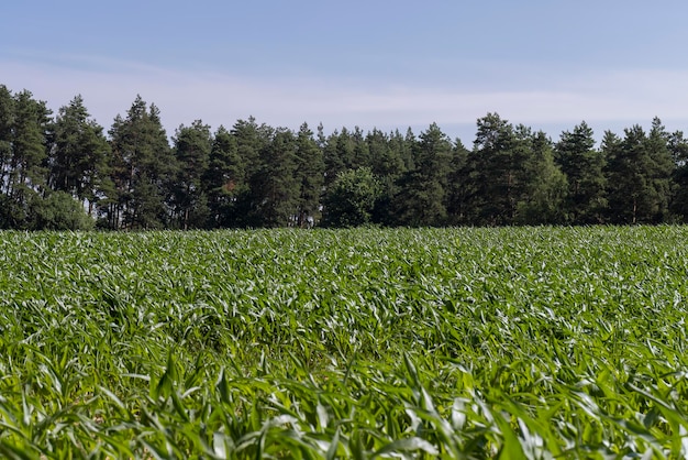 Сельскохозяйственное поле, где растет молодая зеленая кукуруза