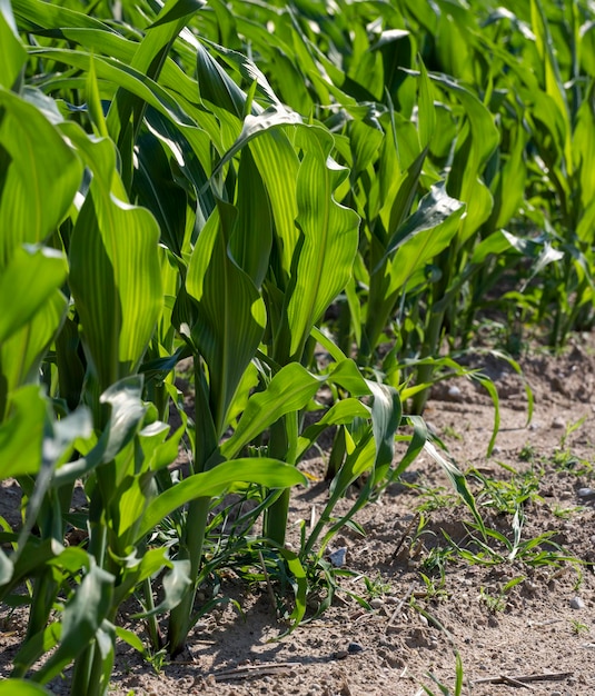 An agricultural field where young green corn grows