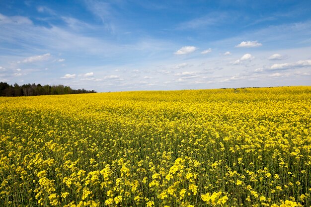 Photo the agricultural field, which blooms yellow canola.