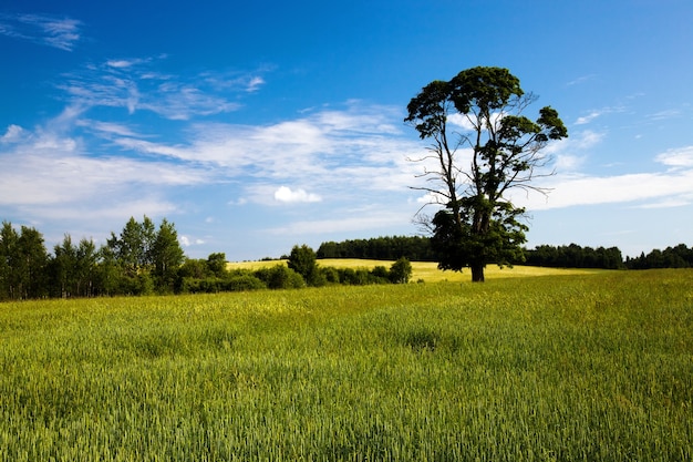 An agricultural field on which bushes and trees grow