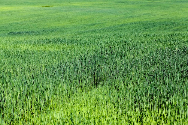 An agricultural field on which cereal plants are grown