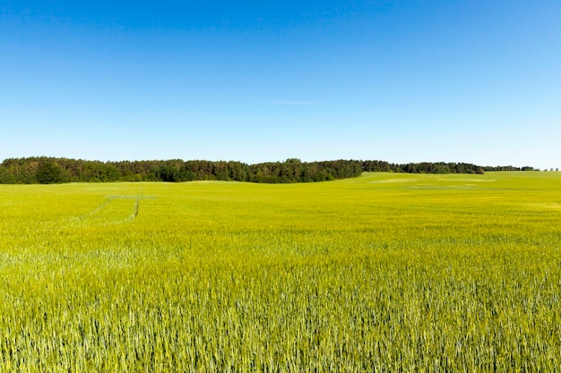 An agricultural field on which the crop of the products necessary for a food of people or animals grows