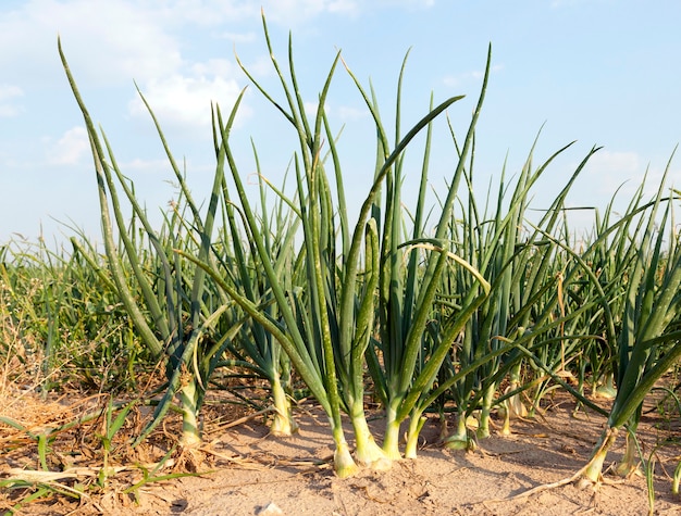 Agricultural field on which green onions grow from the soil