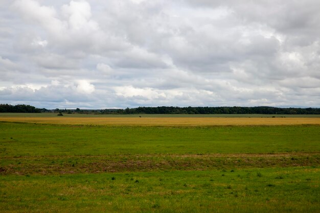 Agricultural field on which green wheat grows