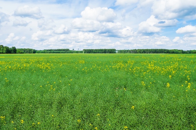 An Agricultural Field on Which Grow Cereals with Blue Sky.