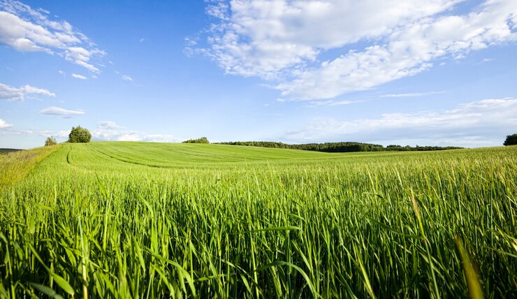 Photo agricultural field on which grow cereals