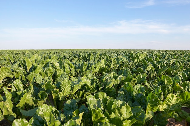 Photo agricultural field on which grow green shoots of beet