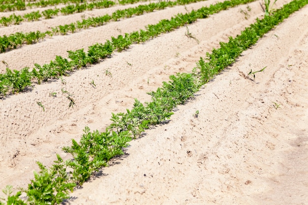 Agricultural field on which grow green young carrots, agriculture, farming