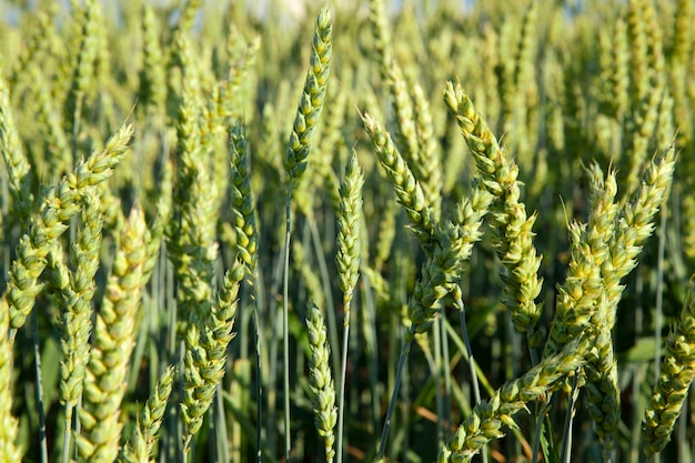 Agricultural field on which grow immature cereals, wheat.