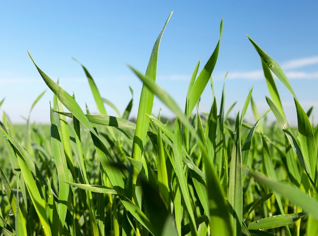 Agricultural field on which grow immature young cereals, wheat. Blue sky in the background