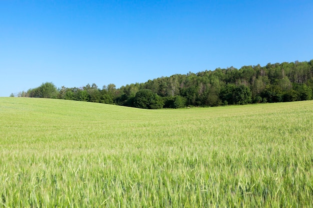 Photo agricultural field on which grow immature young cereals, wheat. blue sky in the background