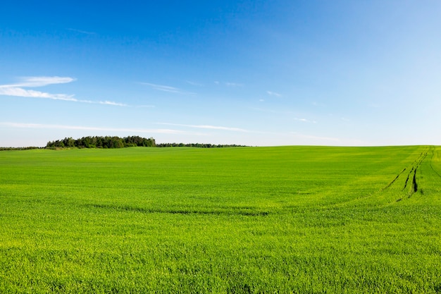 Сельскохозяйственное поле, на котором растут незрелые молодые злаки, пшеница. Голубое небо на поверхности