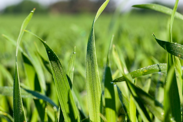 Agricultural field on which grow immature young cereals, wheat.