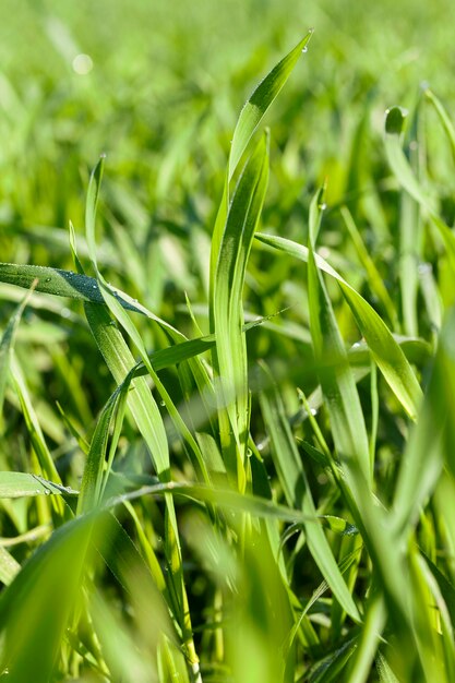 Campo agricolo su cui crescono cereali giovani immaturi, grano.