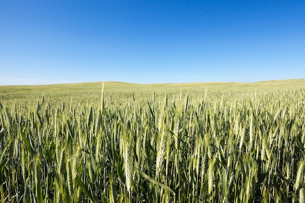 Agricultural field on which grow immature young cereals, wheat.