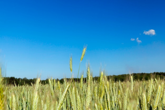 Campo agricolo su cui crescono cereali giovani immaturi, frumento.