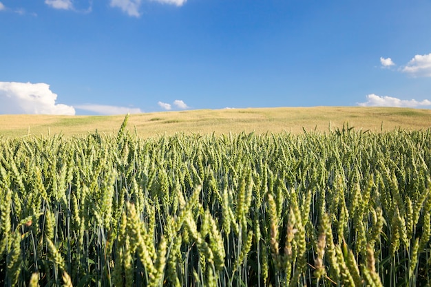 Agricultural field on which grow immature young cereals