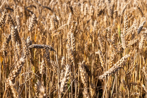 Campo agricolo su cui crescono grano giallo maturo pronto per il raccolto