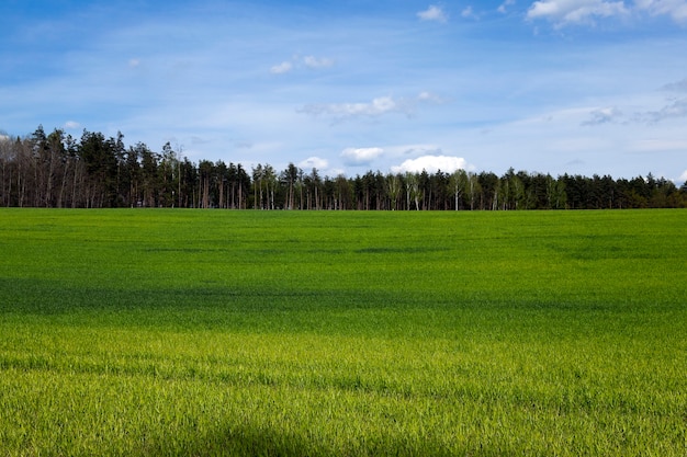 Agricultural field on which grow unripe green grass in spring season