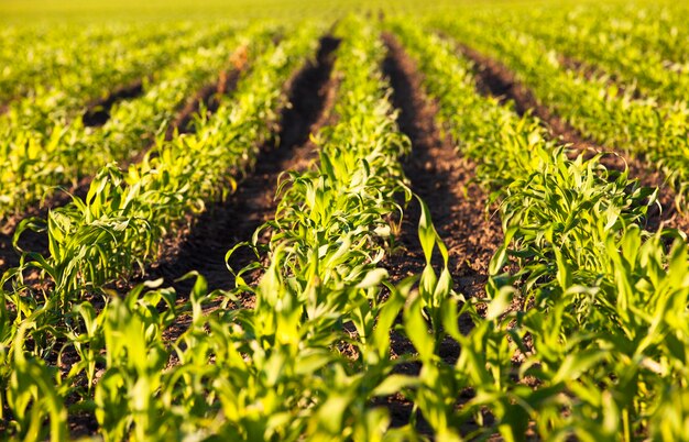 An agricultural field on which grow up corn