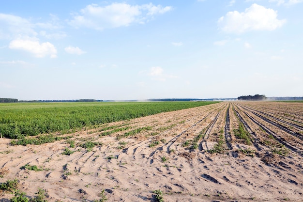 Foto campo agricolo su cui crescono cipolle verdi