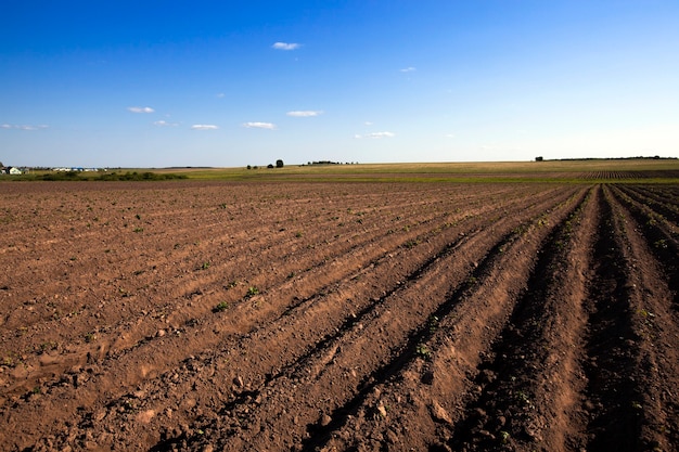 An agricultural field on which grow up potatoes