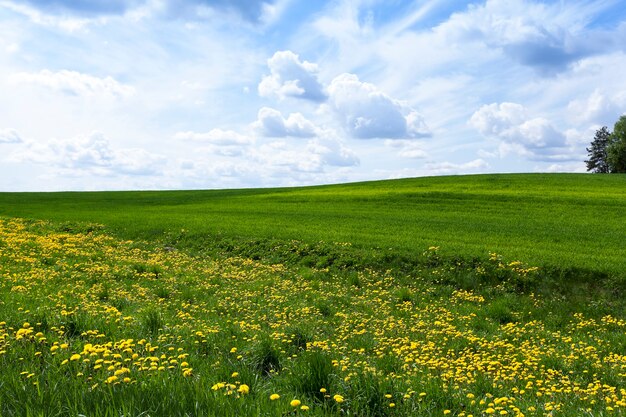 Agricultural field on which grow the young grass. wheat