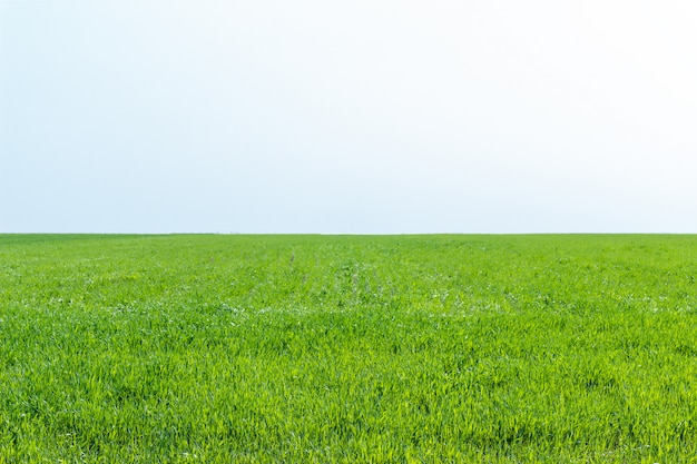 Agricultural field on which grow the young grass wheat