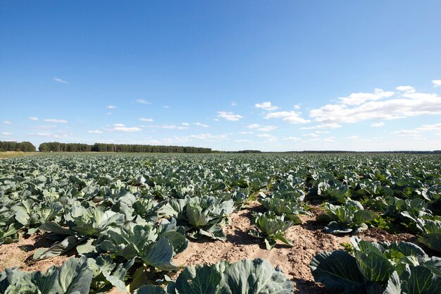 Agricultural field on which grow the young green cabbage, spring season