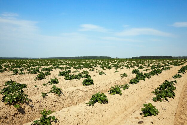 Agricultural field on which grows green potatoes summer time