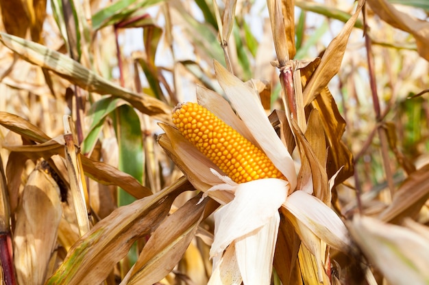 AGRICULTURAL field on which grows ready for harvest ripe yellow corn on the cob