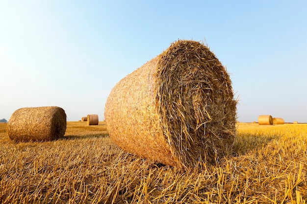 An agricultural field on which lie Straw Haystacks after harvest, blue sky