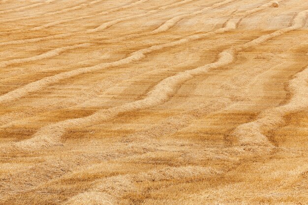 An agricultural field on which lie Straw Haystacks after the harvest, a small depth of field